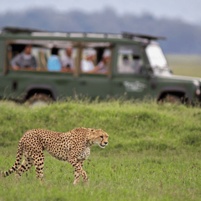 Jungle Safari Tour Image - Experience Wildlife Adventures with TravelFly.