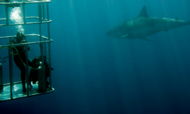 Thrilling Shark Cage Diving - Adventure Highlight on TravelFly's Cape Town 5-Day Tour.