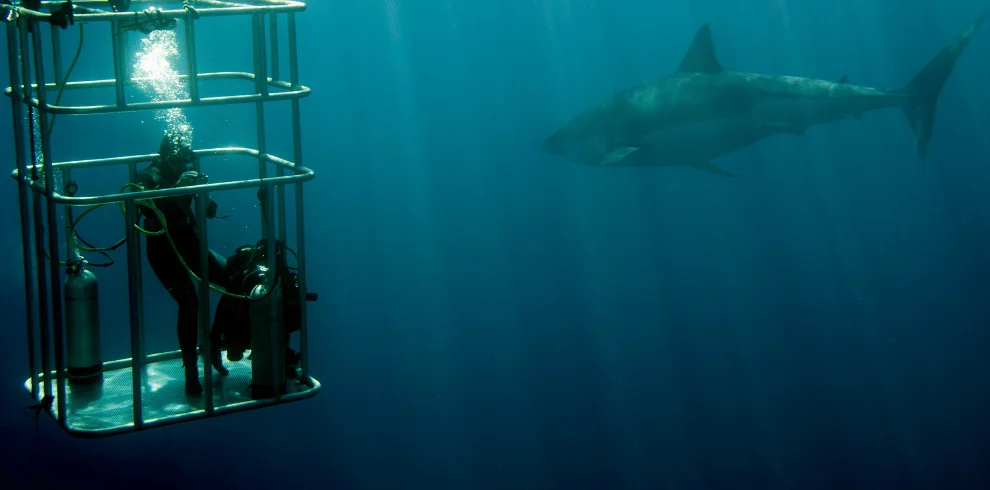 Thrilling Shark Cage Diving - Adventure Highlight on TravelFly's Cape Town 5-Day Tour.
