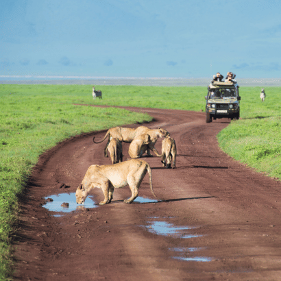 Discover the Beauty of Tanzania - TravelFly's Exquisite Destination Showcase.
